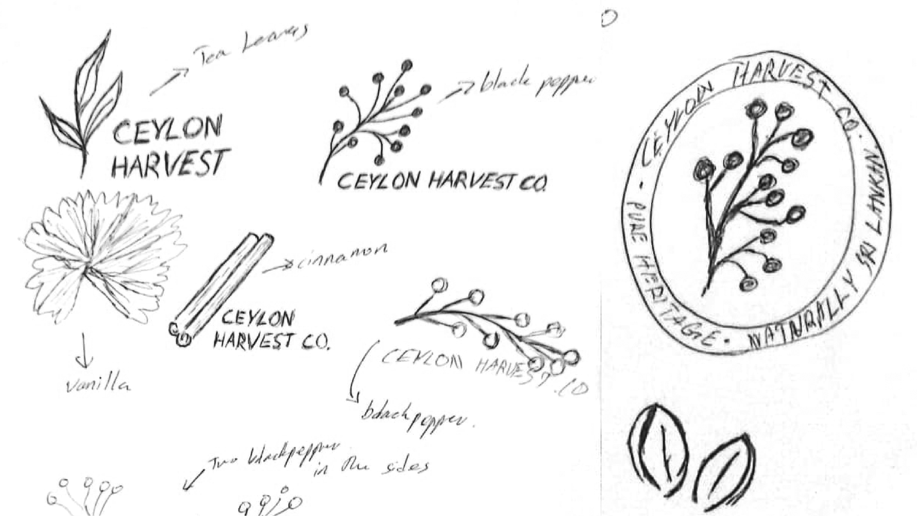 Early hand-drawn sketches exploring tea leaves, black pepper, cinnamon and vanilla as the seed of a new mark, under the name Ceylon Harvest