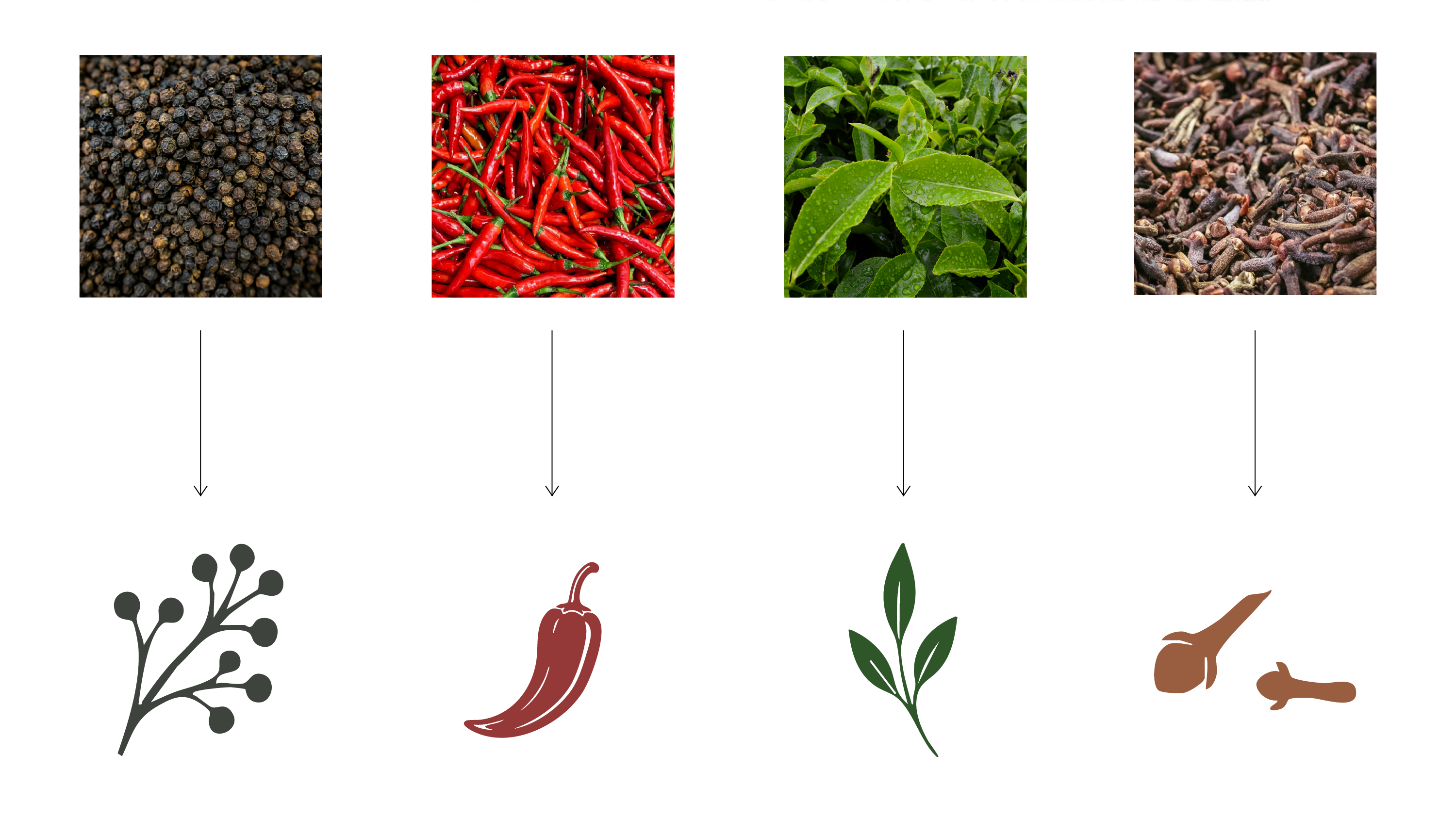 Icon development: reference photographs of black pepper, chilli, tea leaf and clove reduced to flat single-colour illustrations